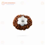 Original 11 Mukhi Java Rudraksha Pendant with Silver Cap – Sacred Eleven Face Locket for Courage, Protection & Spiritual Growth - Image 4