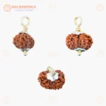Original 12 Mukhi Java Rudraksha Pendant with Silver Cap – Sacred Surya Rudraksha Locket for Leadership & Spiritual Growth - Image 2