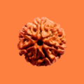 Original Rudraksha