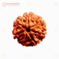 Buy_Rudraksha_Online_Authentic_Rudraksha_Mala_Beads