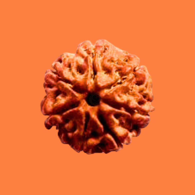 Home - Devsamagri Original Rudraksha